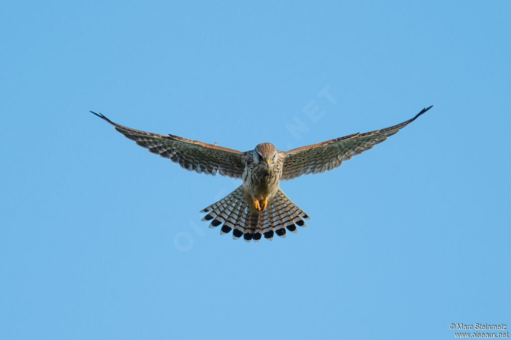 Common Kestrel