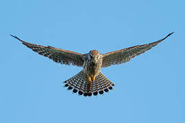 Common Kestrel