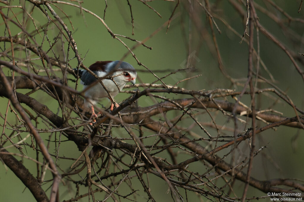 Pygmy Falcon