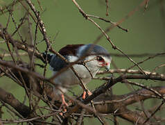 Pygmy Falcon