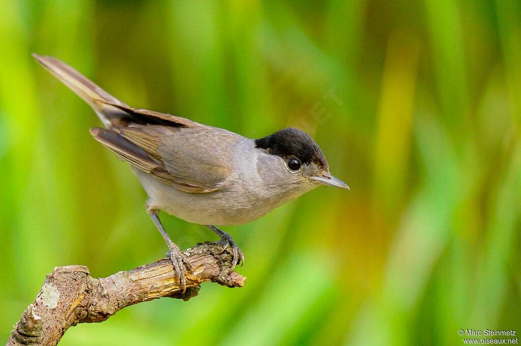 Eurasian Blackcap male