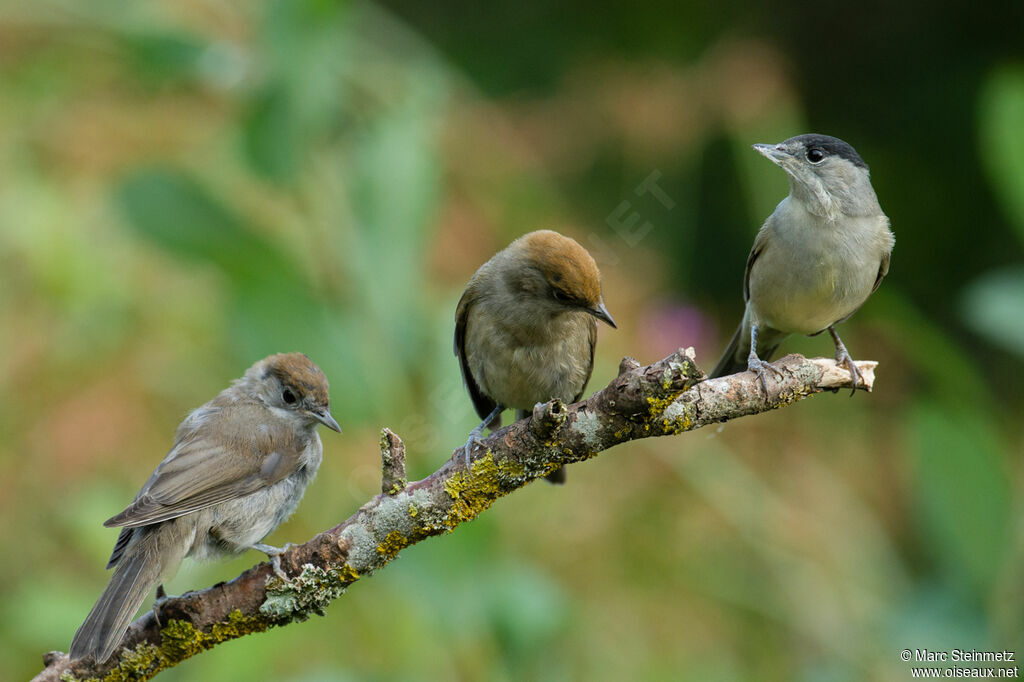 Eurasian Blackcap