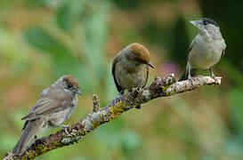 Eurasian Blackcap