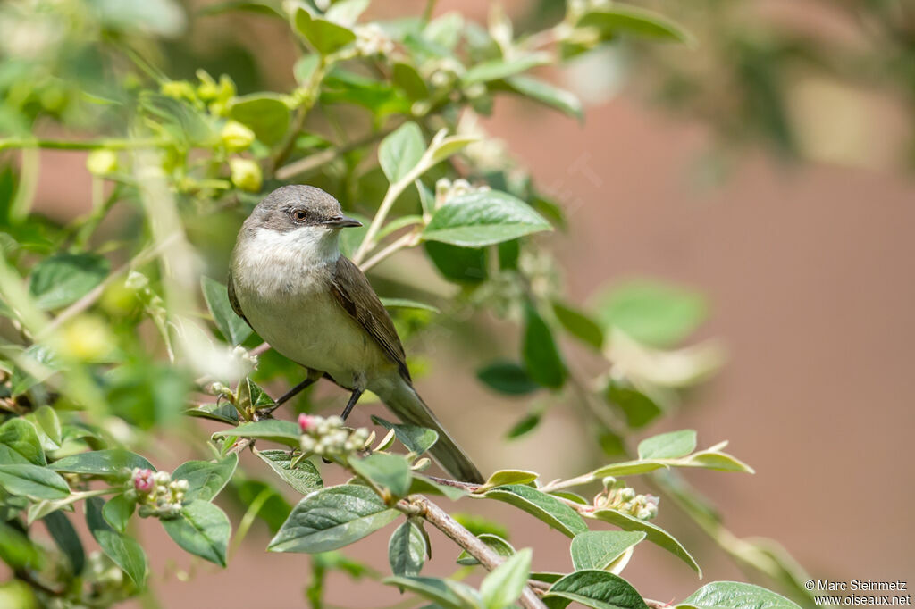 Lesser Whitethroat