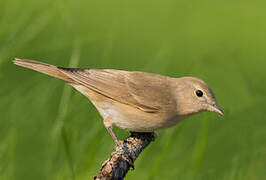 Garden Warbler