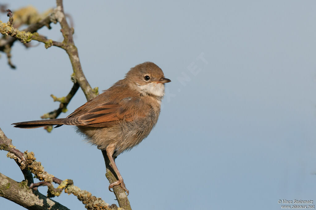 Common Whitethroat