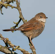 Common Whitethroat