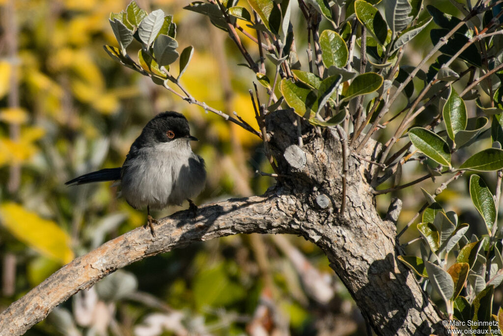 Sardinian Warbler