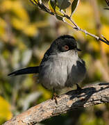 Sardinian Warbler