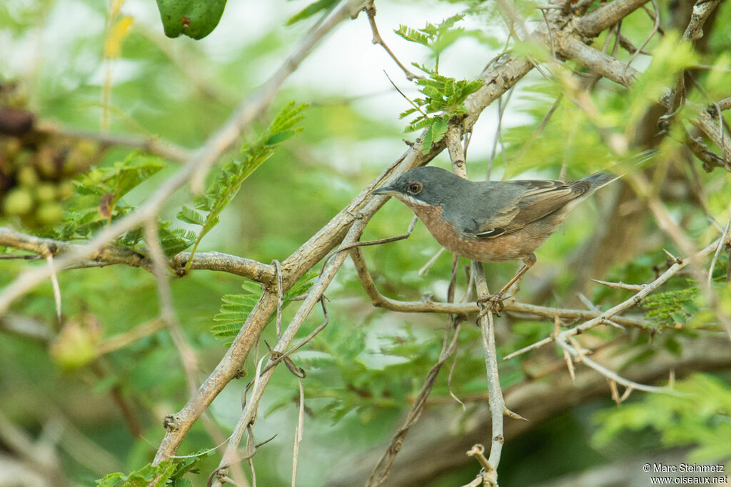 Subalpine Warbler