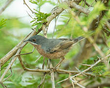 Subalpine Warbler