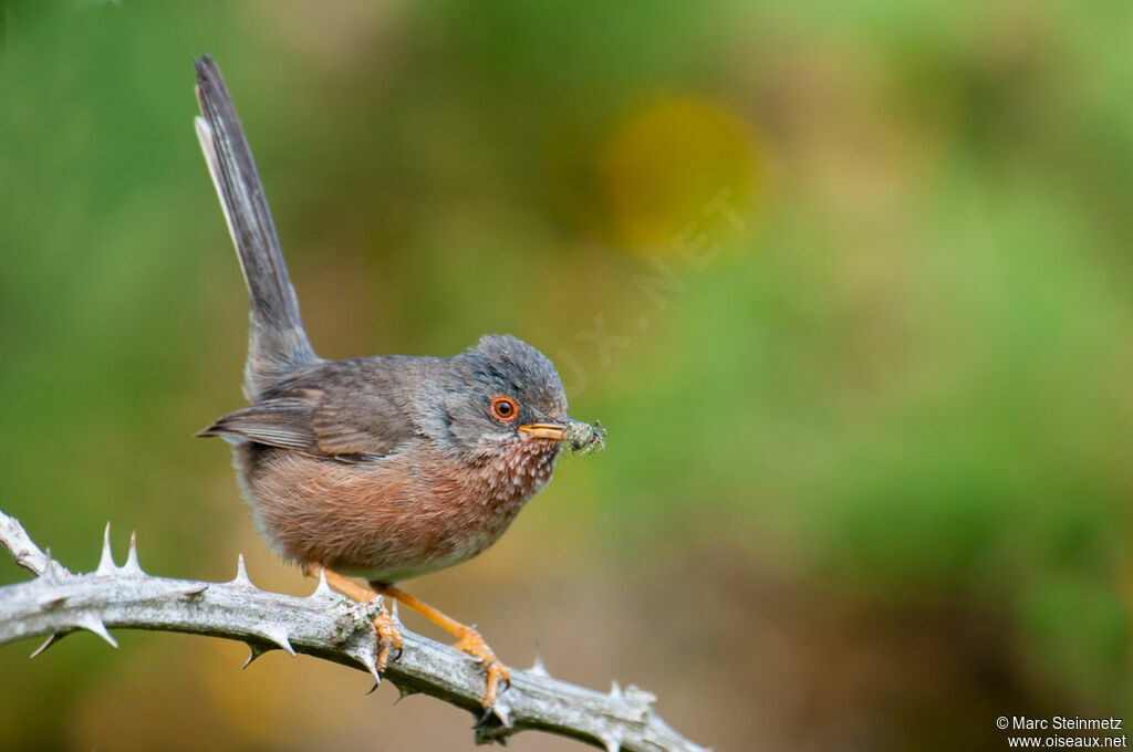 Dartford Warbler