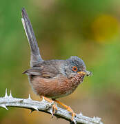 Dartford Warbler