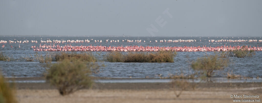 Lesser Flamingo