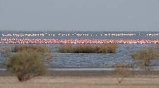 Lesser Flamingo