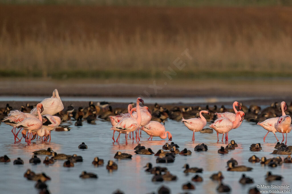 Lesser Flamingo