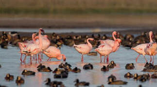 Lesser Flamingo