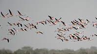 Flamant rose
