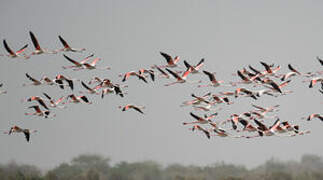 Greater Flamingo