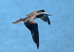 Brown Booby