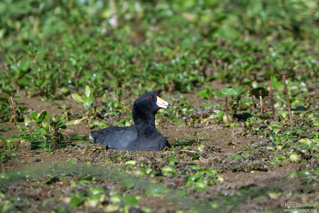 American Coot