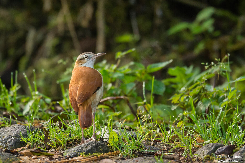 Pale-legged Hornero