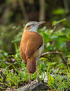 Pale-legged Hornero