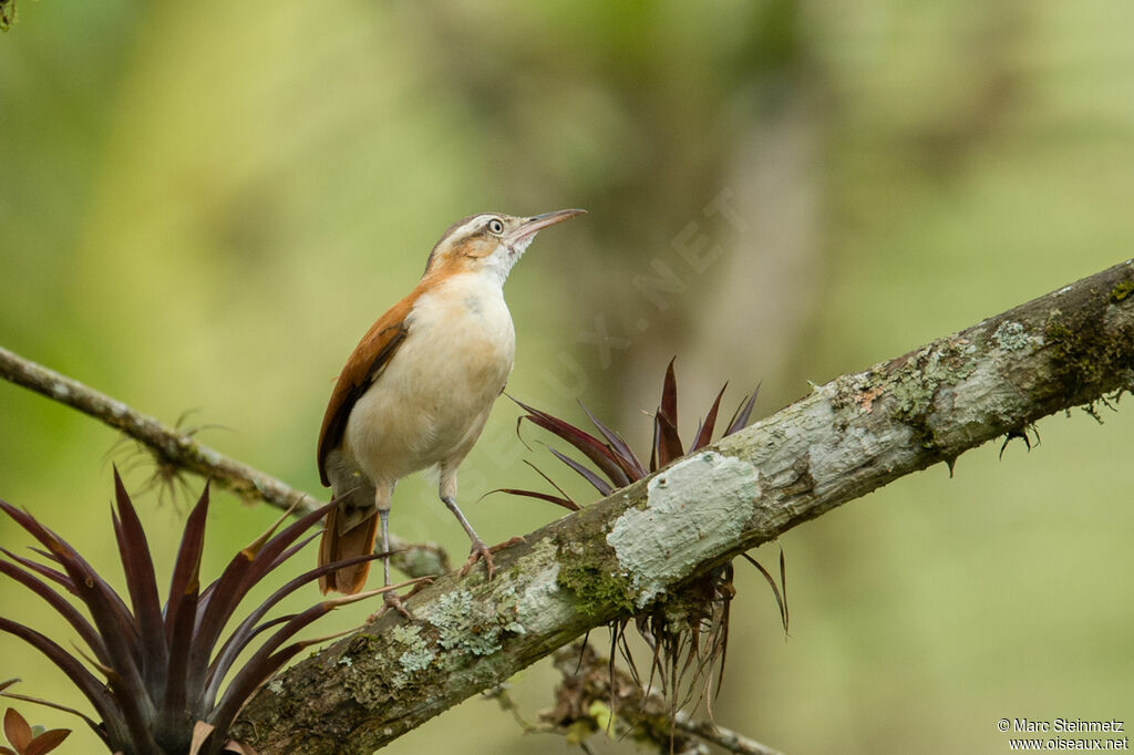 Pale-legged Hornero