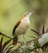 Pale-legged Hornero