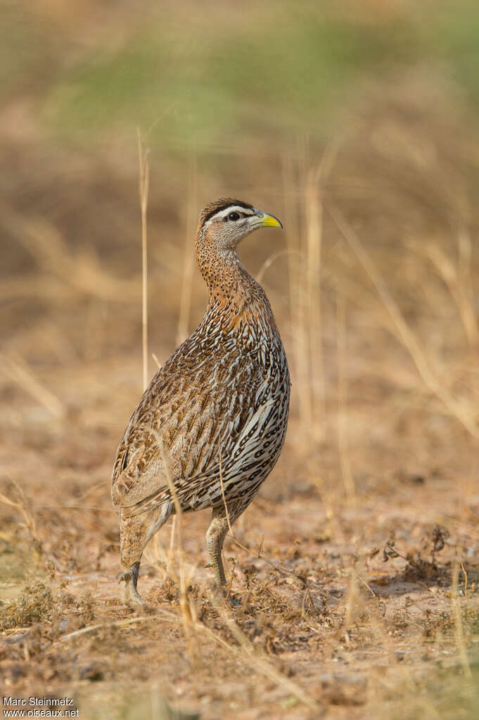 Double-spurred Francolinadult, identification, Behaviour