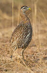 Francolin à double éperon