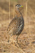 Double-spurred Spurfowl