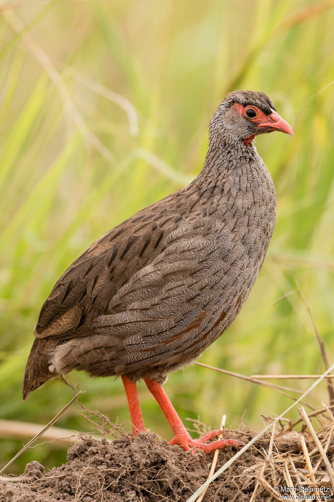 Francolin à gorge rouge