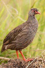 Francolin à gorge rouge