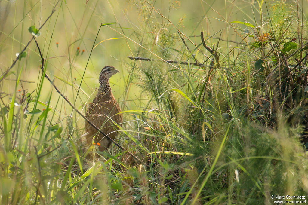 Francolin huppé