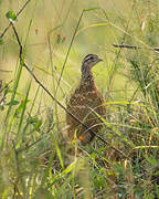 Francolin huppé