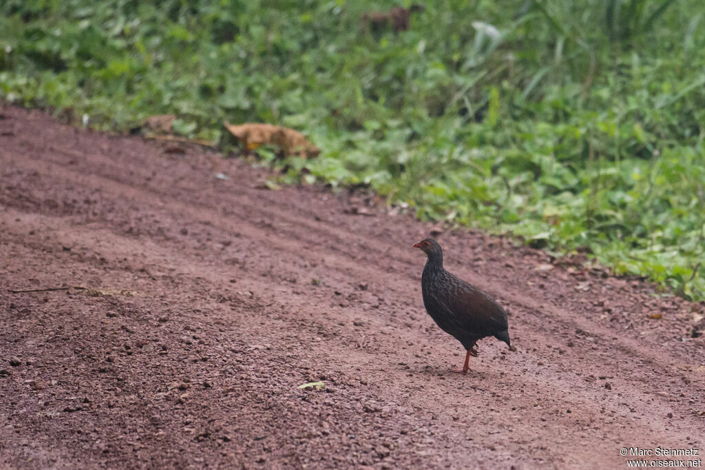 Handsome Francolin