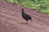 Francolin noble