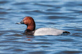 Common Pochard