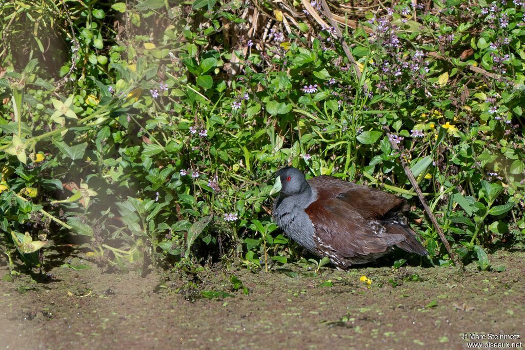 Gallinule à face noire