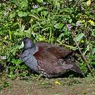 Gallinule à face noire