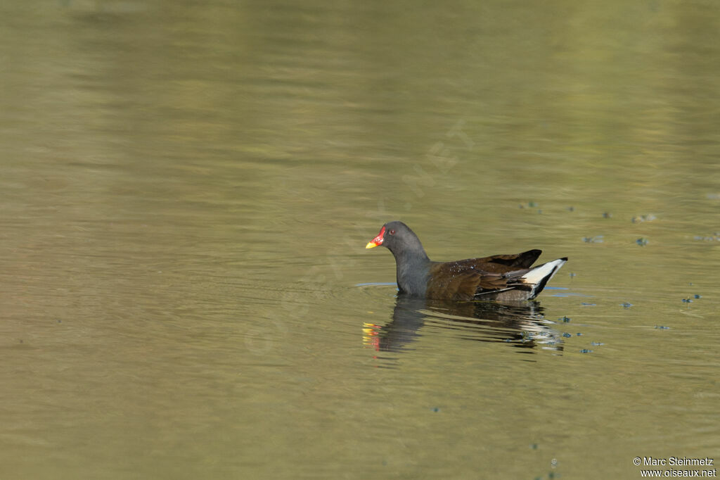 Gallinule poule-d'eau