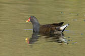 Gallinule poule-d'eau