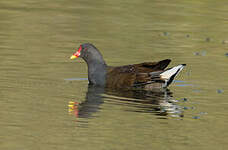 Gallinule poule-d'eau