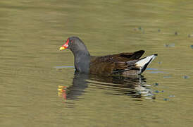 Common Moorhen