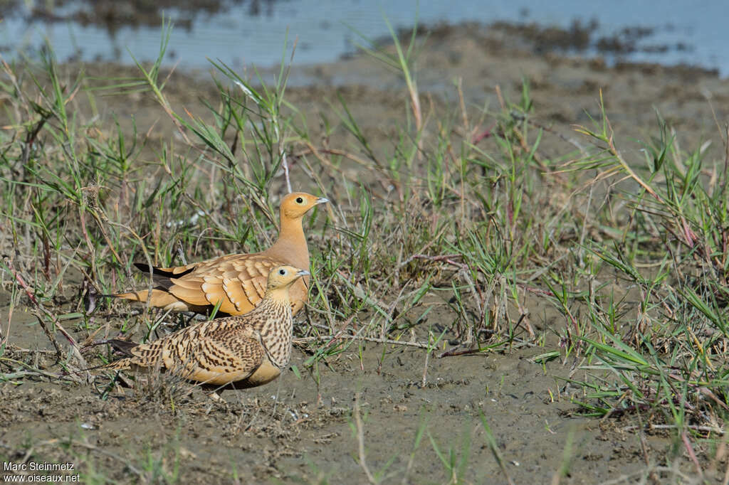 Ganga à ventre brunadulte, habitat