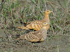 Chestnut-bellied Sandgrouse