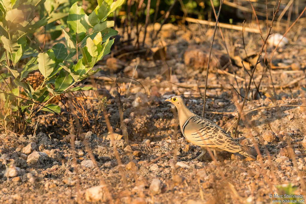 Four-banded Sandgrouse