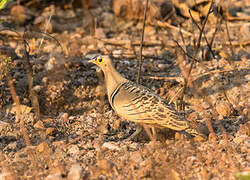 Four-banded Sandgrouse