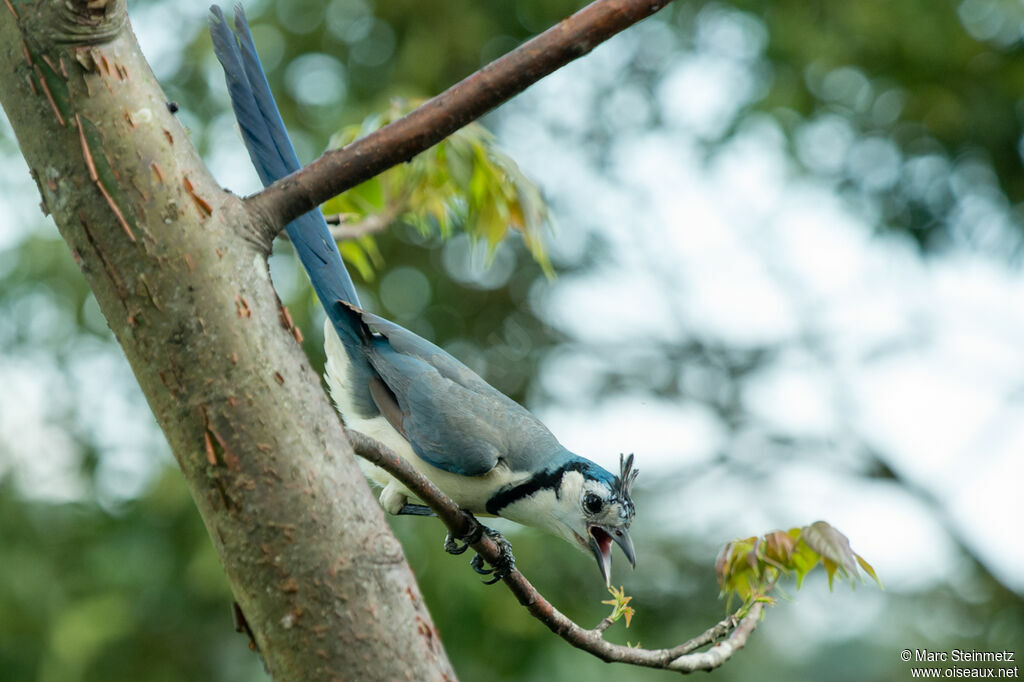 White-throated Magpie-Jay